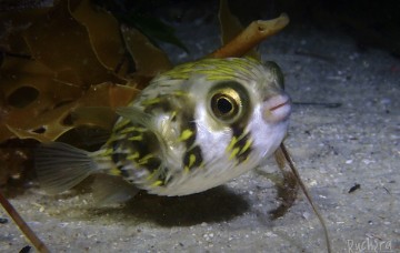Globefish, Diodon nicthemerus